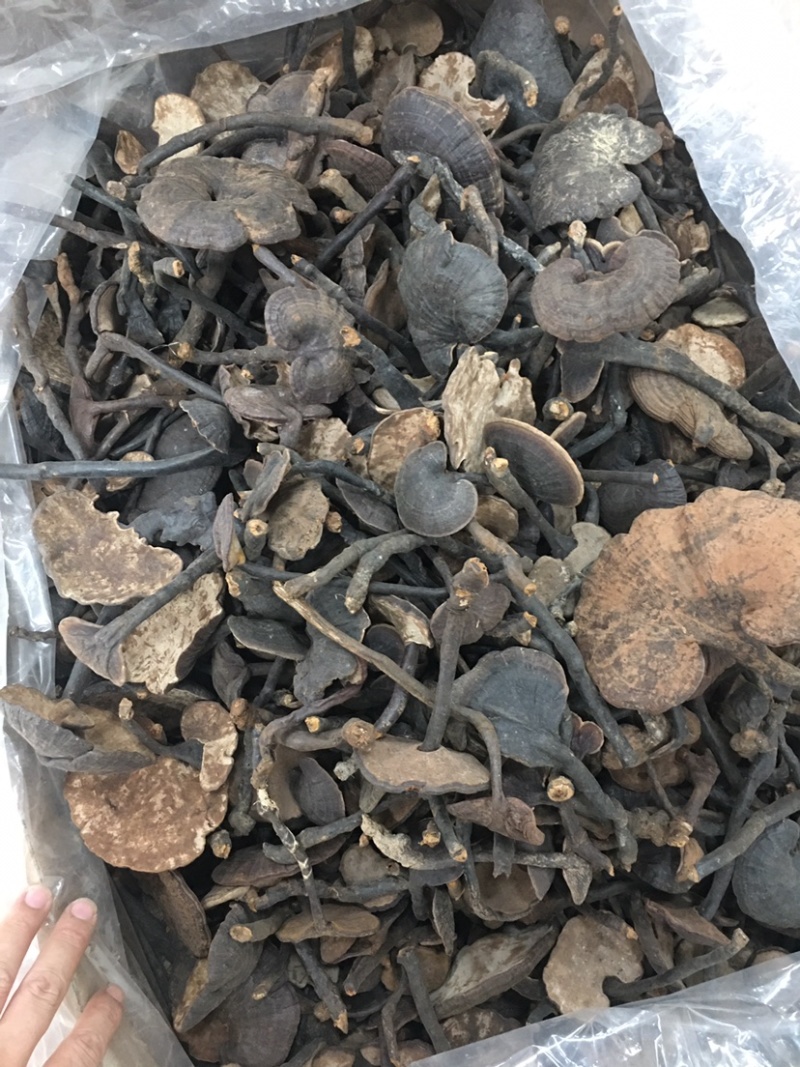 云南竹灵芝紫灵芝高山货有量有价产地优势欢迎咨询