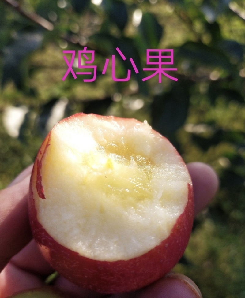 鸡心果苗海棠苗塞外红树苗矮化鸡心果苗抗寒小苹果