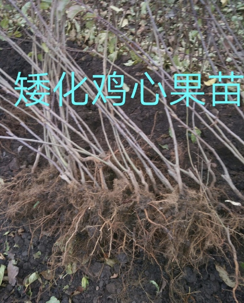 鸡心果苗海棠苗塞外红树苗矮化鸡心果苗抗寒小苹果