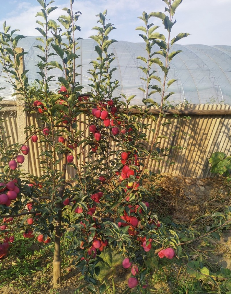 鸡心果苗海棠苗塞外红树苗矮化鸡心果苗抗寒小苹果