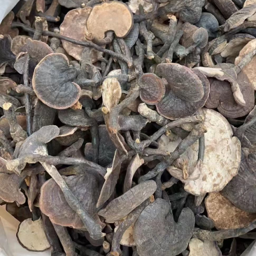 云南竹灵芝紫灵芝高山货有量有价产地优势欢迎咨询