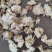 菊花怀菊花现货供应批发各种中药材