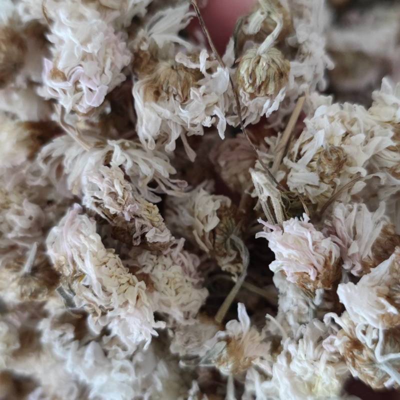 菊花怀菊花现货供应批发各种中药材