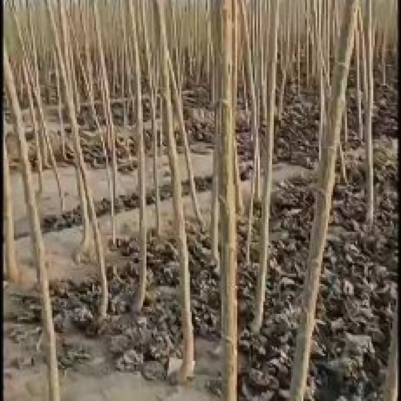 【货源充足】107杨树苗量大从优，现挖现发，欢迎采购