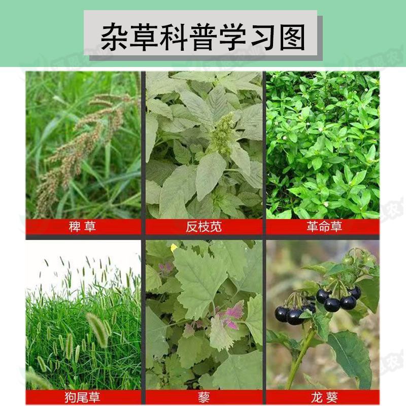 新安万得乐88%草甘膦除草剂果园荒地除一切杂草烂根农药