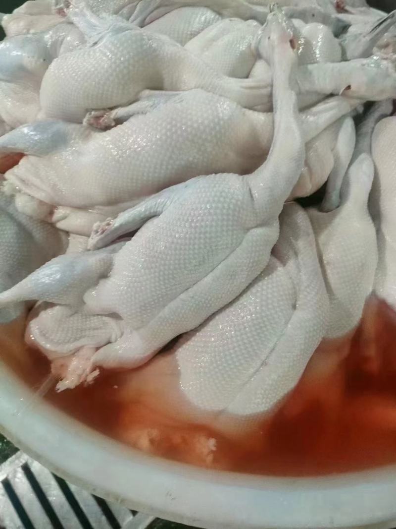 广东清远黑棕鹅，光鹅规格齐全，现杀现发，新鲜到家