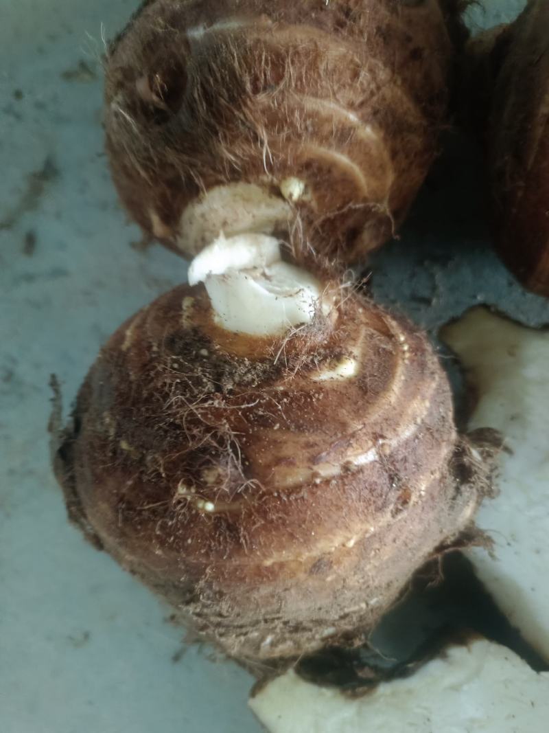 芋头【芋母】量大优惠、品质保证、全国代发