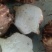 芋头【芋母】量大优惠、品质保证、全国代发