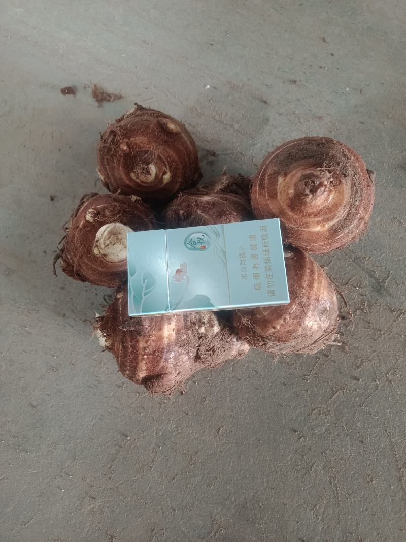 芋头【芋母】量大优惠、品质保证、全国代发