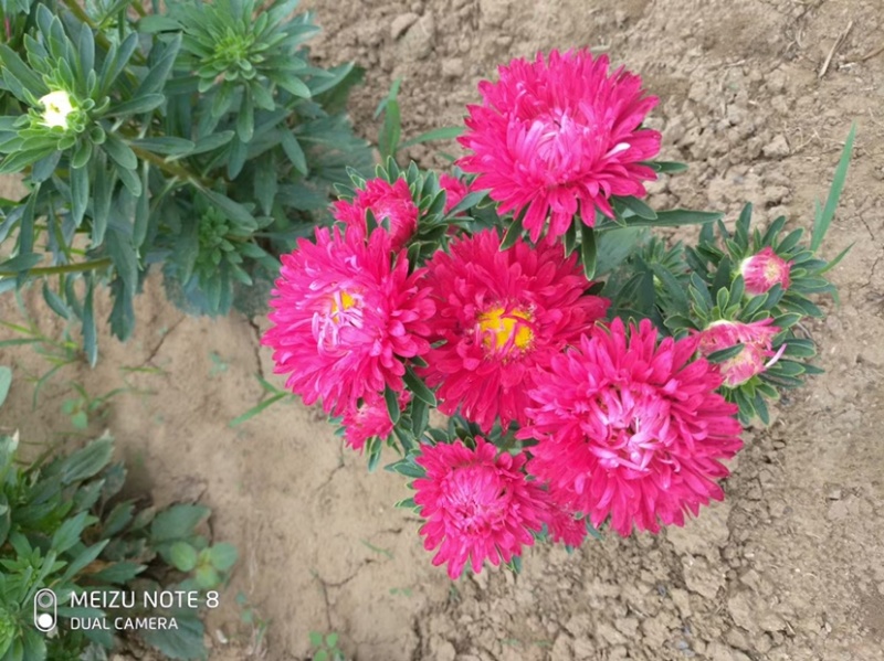 矮翠菊种子江西腊七月菊花种籽庭院花籽易活四季开花春秋播