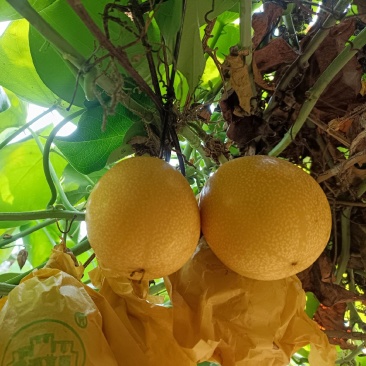 哥伦比亚热情果