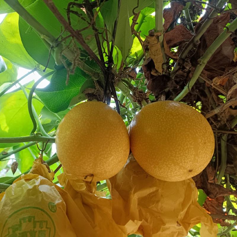 哥伦比亚热情果