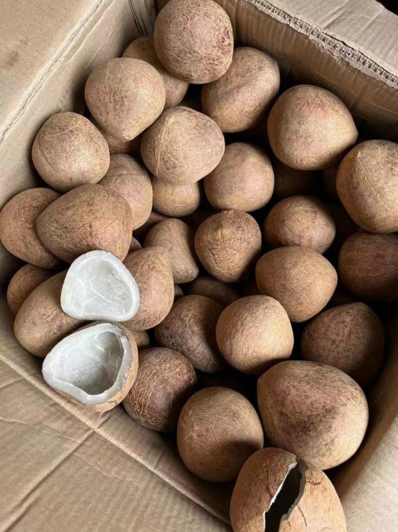 椰子印度大椰皇超低价批发现在有货