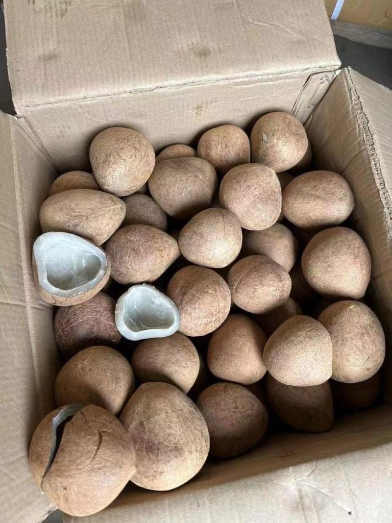椰子印度大椰皇超低价批发现在有货