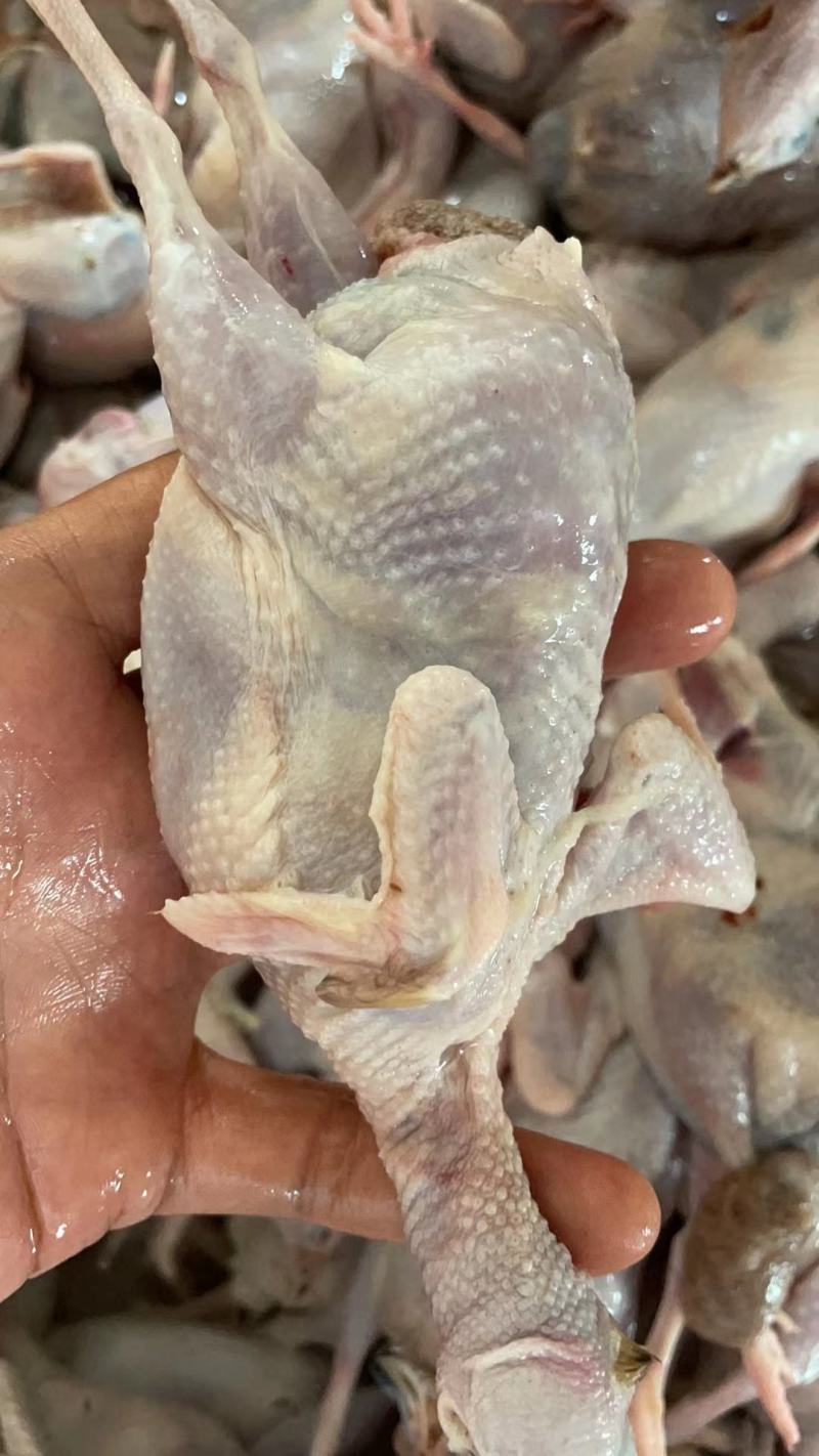 大量鹌鹑肉白条一手货源，质量保证，对接市场商超饭店电联