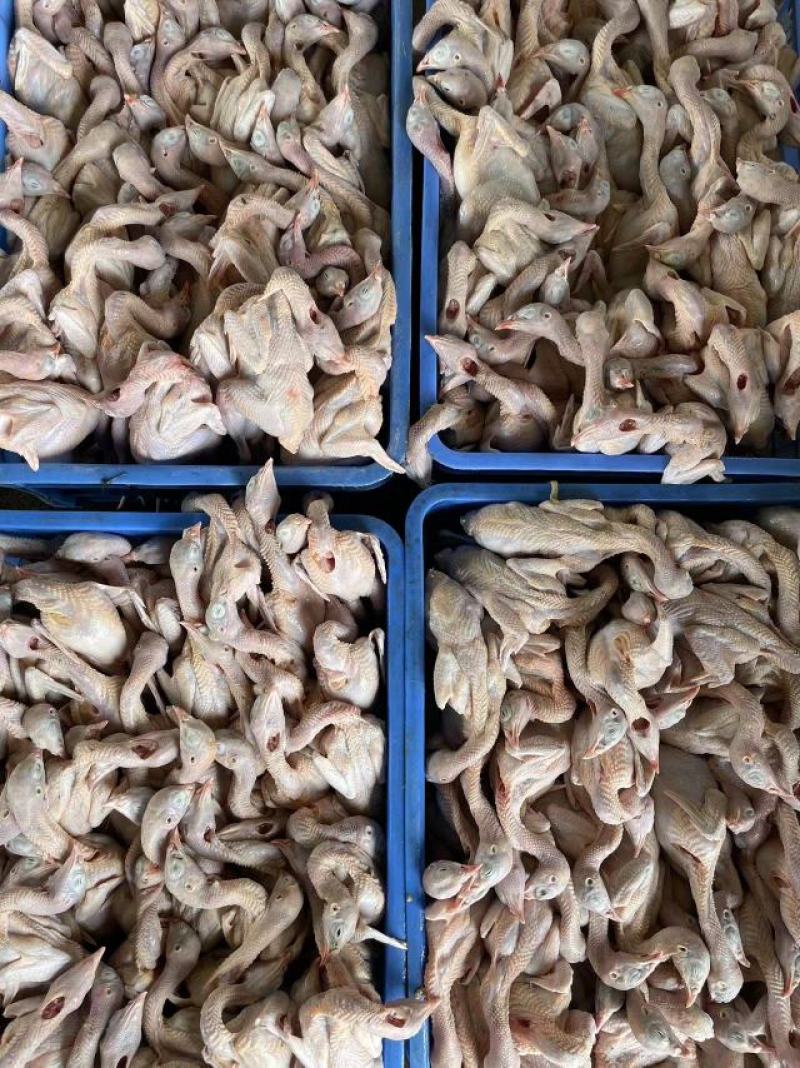 大量鹌鹑肉白条一手货源，质量保证，对接市场商超饭店电联
