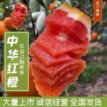 中华红橙，血橙红心橙电商，社团，市场等大型批发
