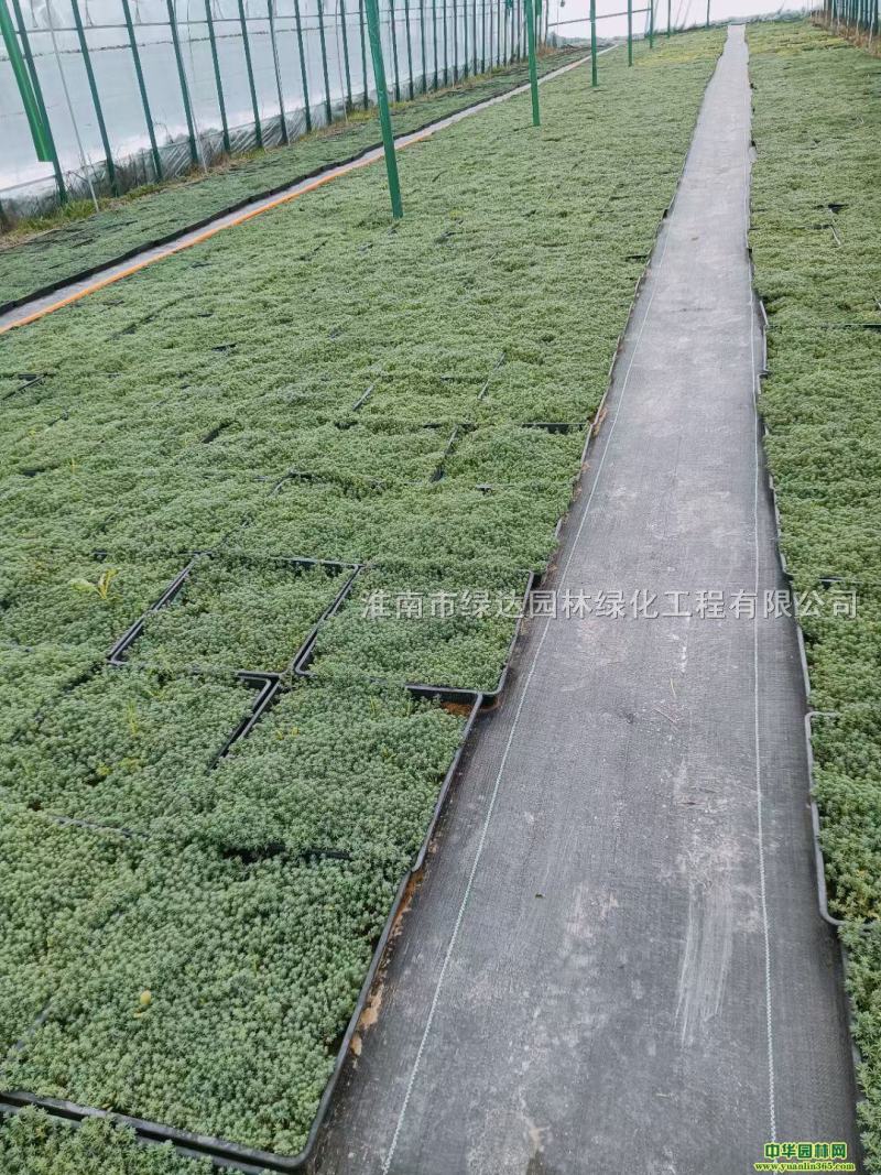 佛甲草中华景天花镜屋顶绿化必备