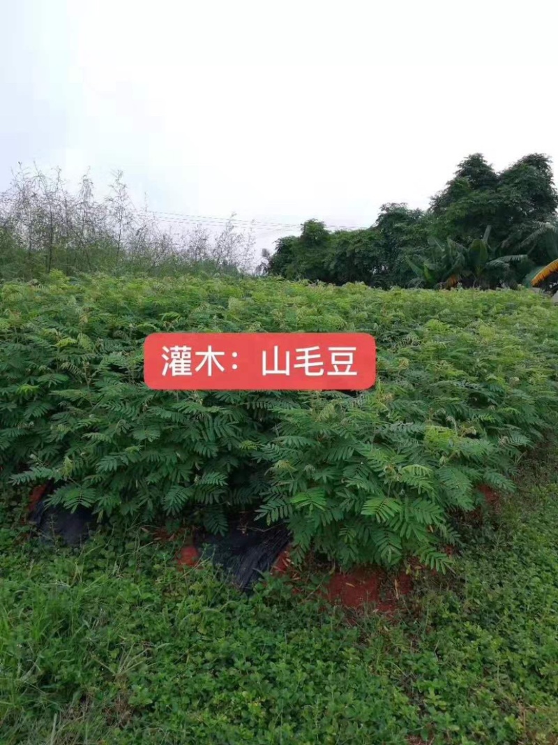 灌木山毛豆种子林木种籽白灰毛豆种子荒地绿化四季播护坡固土