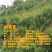 灌木山毛豆种子林木种籽白灰毛豆种子荒地绿化四季播护坡固土