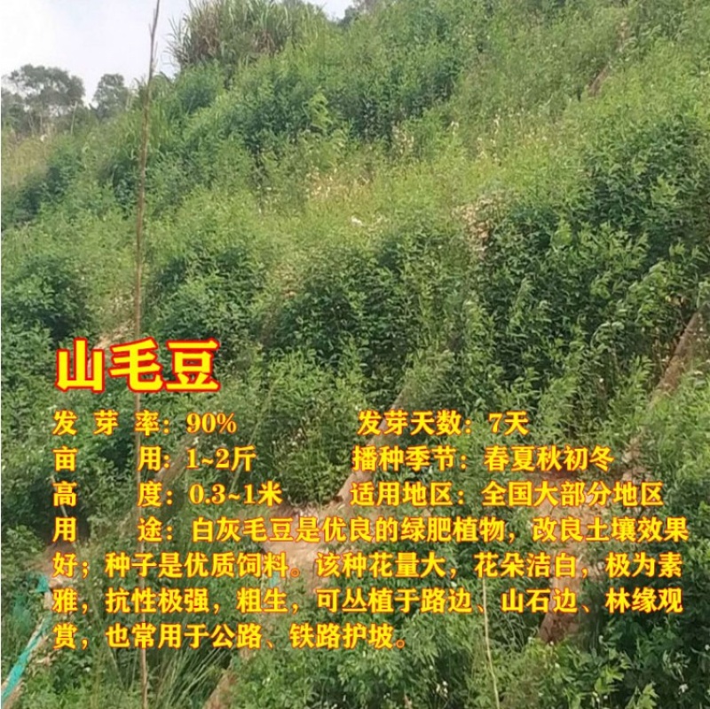 灌木山毛豆种子林木种籽白灰毛豆种子荒地绿化四季播护坡固土