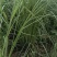 细叶芒大丛