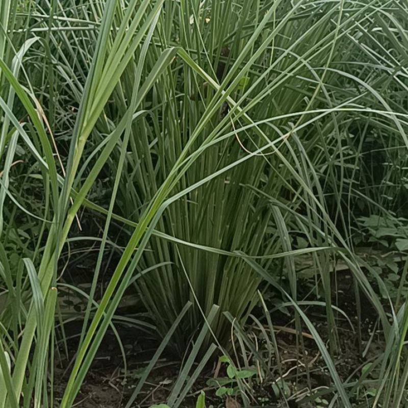 细叶芒大丛