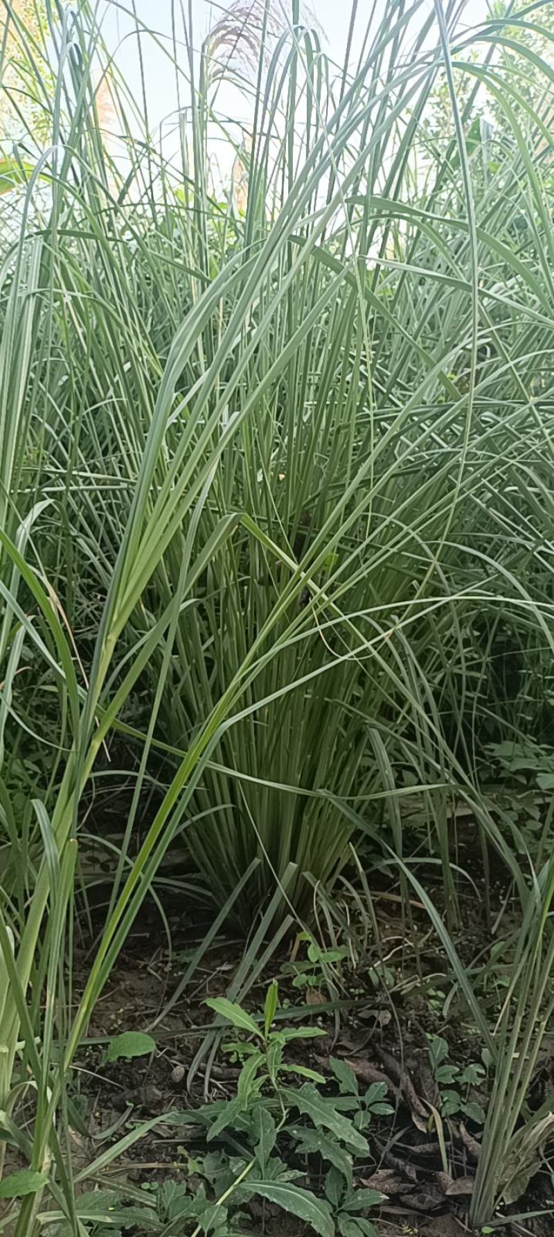 细叶芒大丛