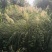 细叶芒大丛
