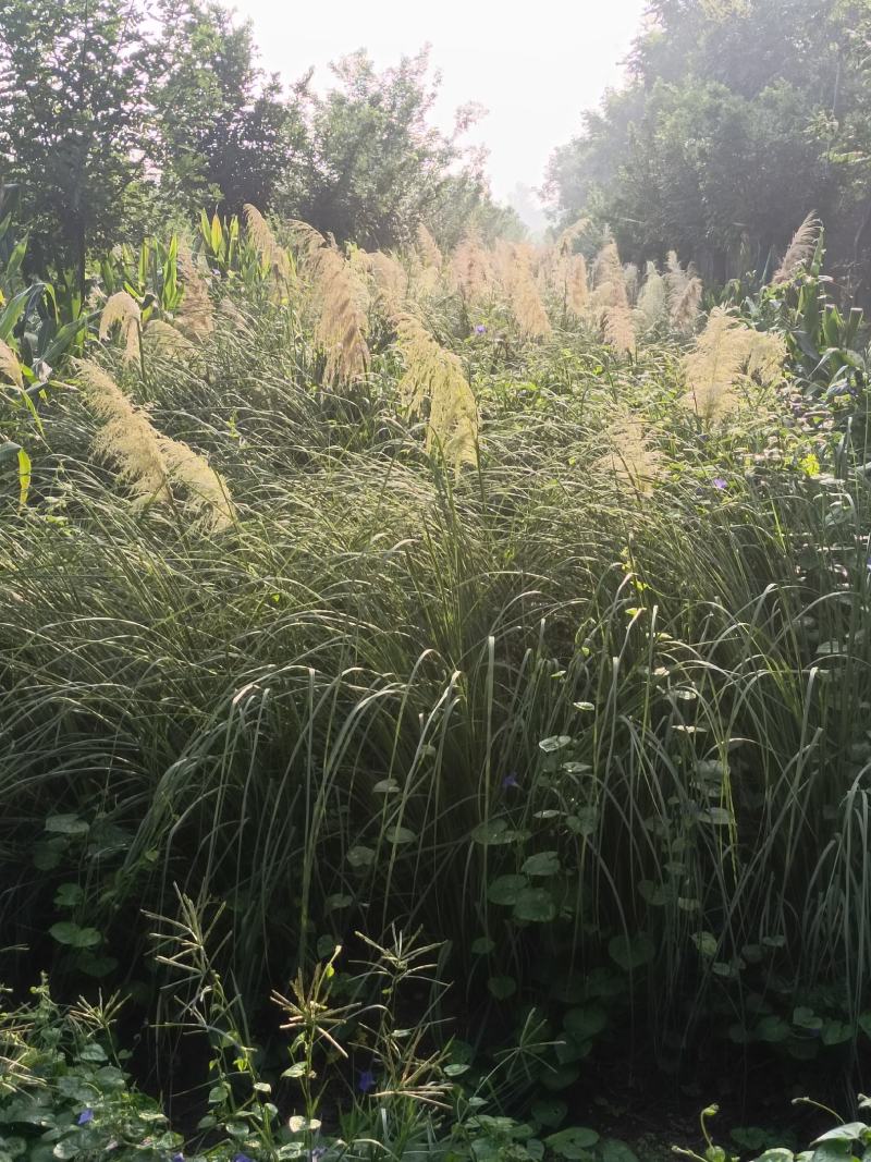 细叶芒大丛