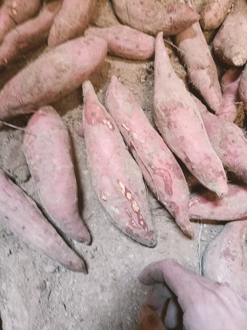 河南开封祥符区沙地蜜薯