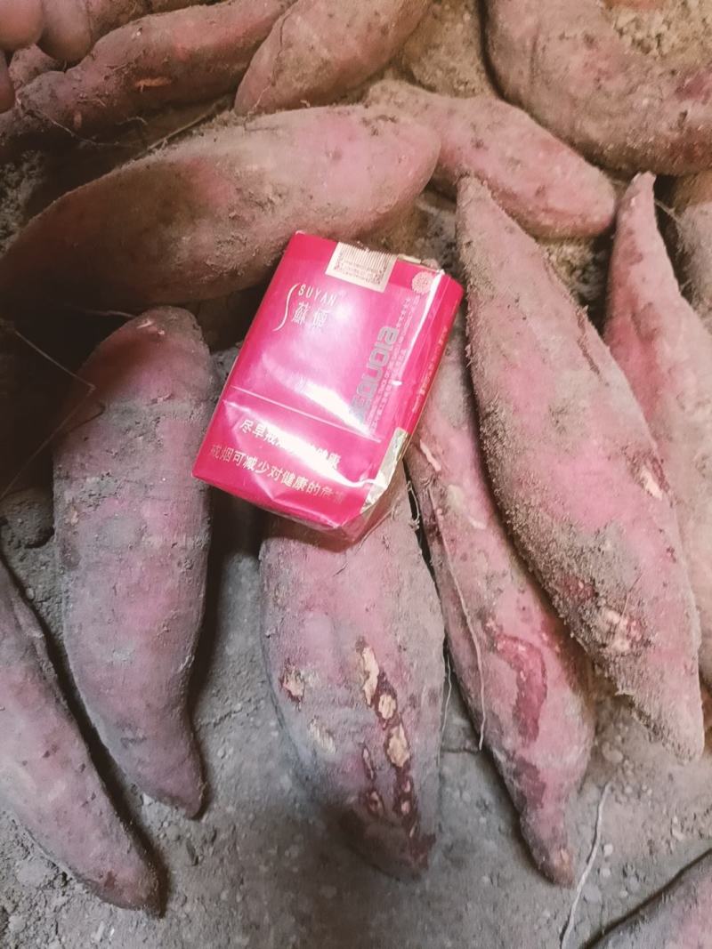 河南开封祥符区沙地蜜薯