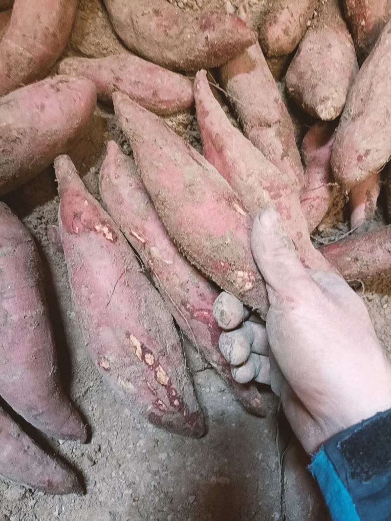 河南开封祥符区沙地蜜薯