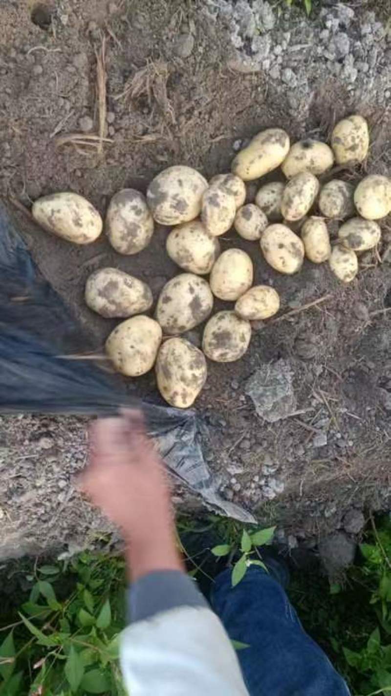 恩平土豆大量供应