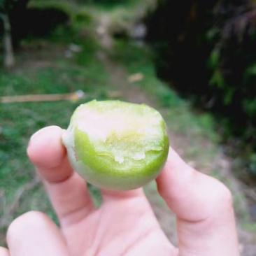 陆河青梅鲜果（暂未到采摘时间）新鲜生青梅泡酒酵素梅散装。