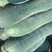 黑皮冬瓜，个头大，条形好，价格优惠，欢迎电联采购