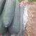黑皮冬瓜，个头大，条形好，价格优惠，欢迎电联采购