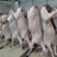 吉林双阳鹿白条新鲜鹿肉量大优惠检疫证明现杀现卖