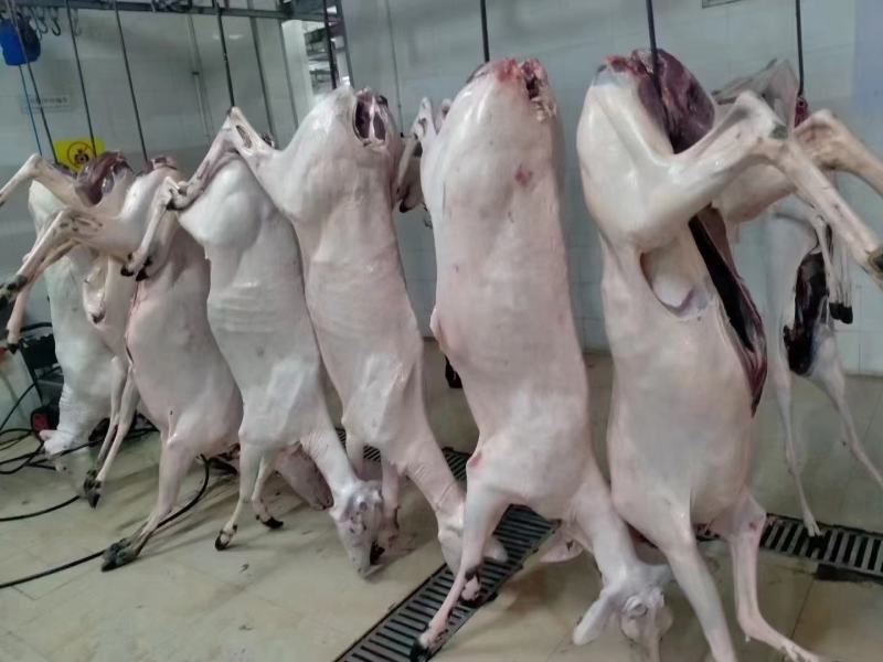 吉林双阳鹿白条新鲜鹿肉量大优惠检疫证明现杀现卖