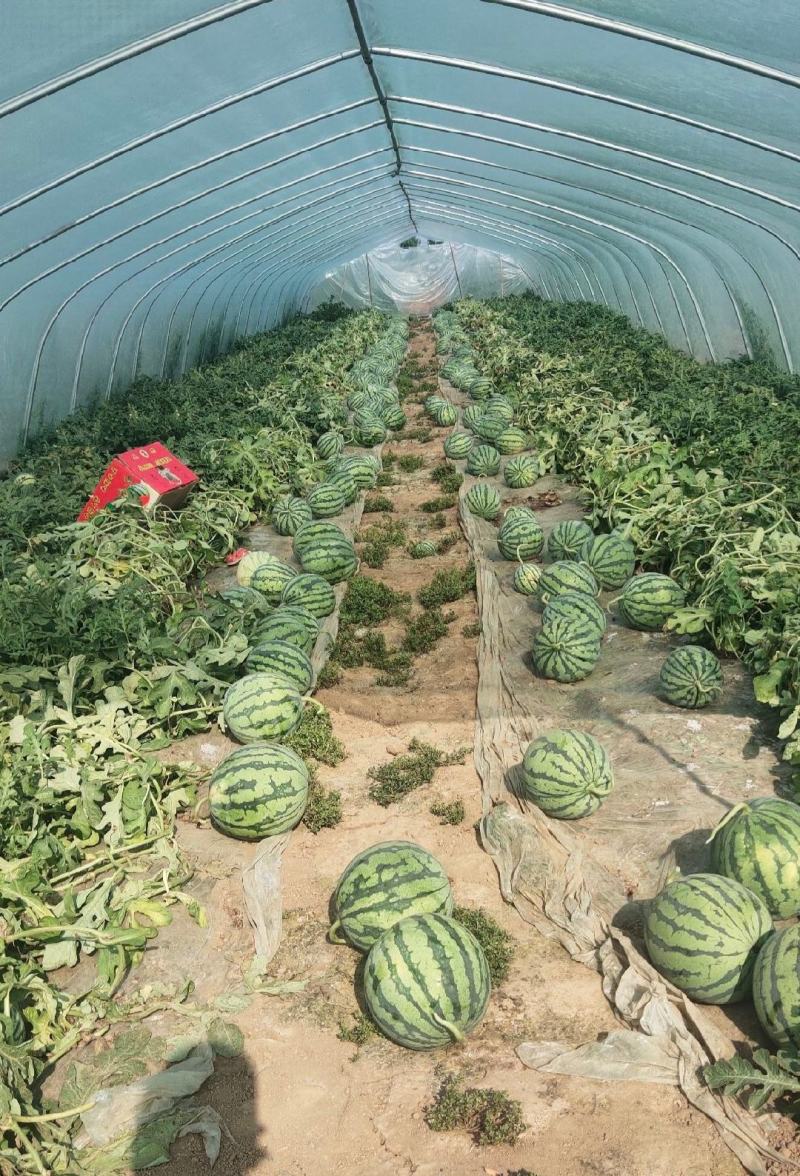 美都麒麟瓜脆甜多汁货源充足品质保证全国发货售后无忧