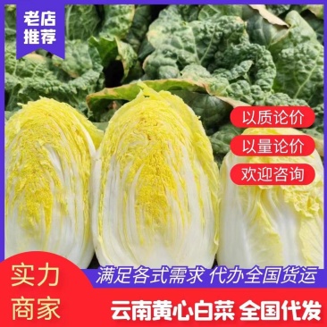 云南红河娃娃菜产地直销,现摘现发,货源充足,大量供货