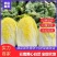云南红河娃娃菜产地直销,现摘现发,货源充足,大量供货