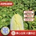 云南红河娃娃菜产地直销,现摘现发,货源充足,大量供货