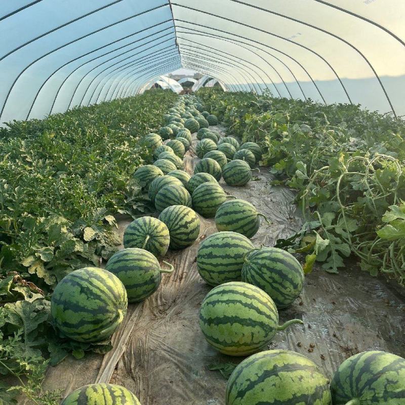 夏邑麒麟美都西瓜产地直发皮薄无籽瓜甜多汁质量保证