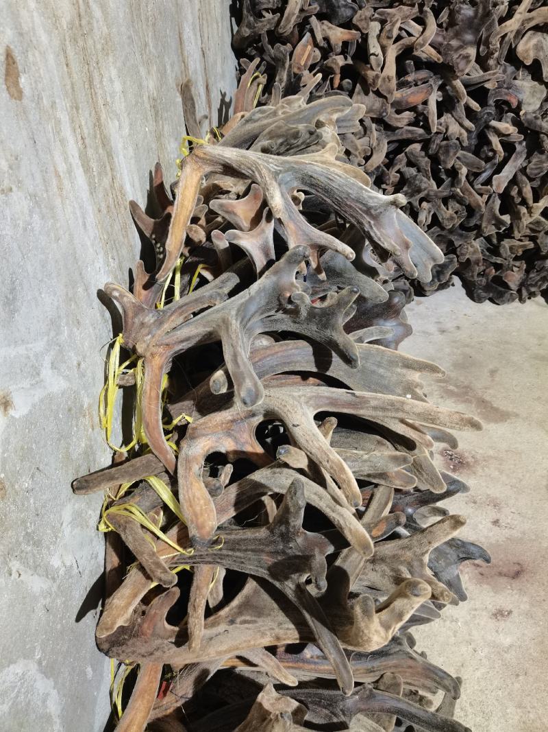 吉林双阳鹿场干鹿茸可以打粉冲水量大从优欢迎选购