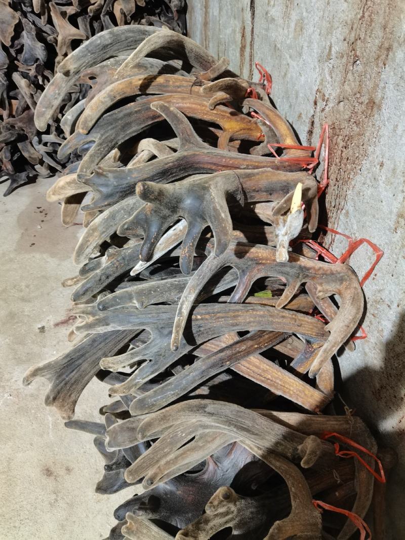 吉林双阳鹿场干鹿茸可以打粉冲水量大从优欢迎选购