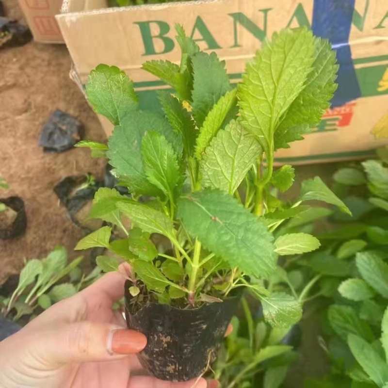 精品马鞭草基地直发品质保障货量充足量大从优