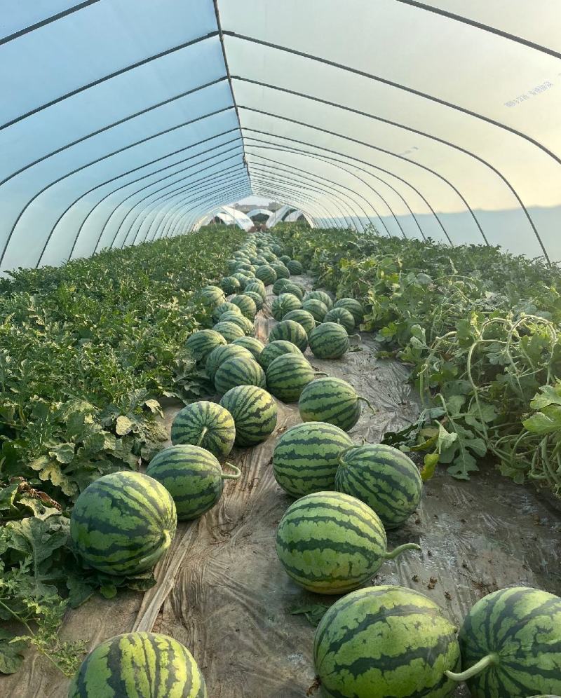 夏邑麒麟美都西瓜产地直发皮薄无籽瓜甜多汁质量保证
