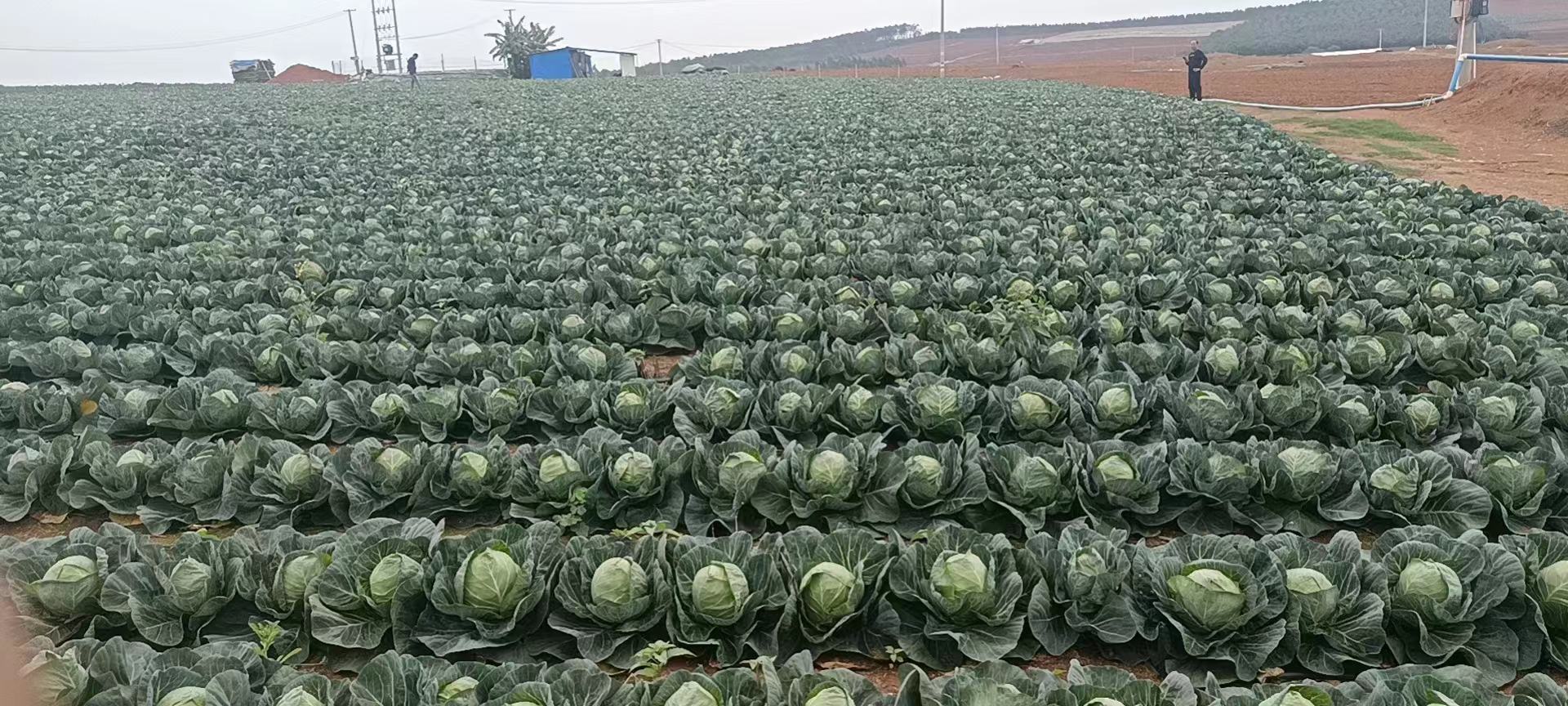 羽衣甘蓝与其他十字花科蔬菜对比图