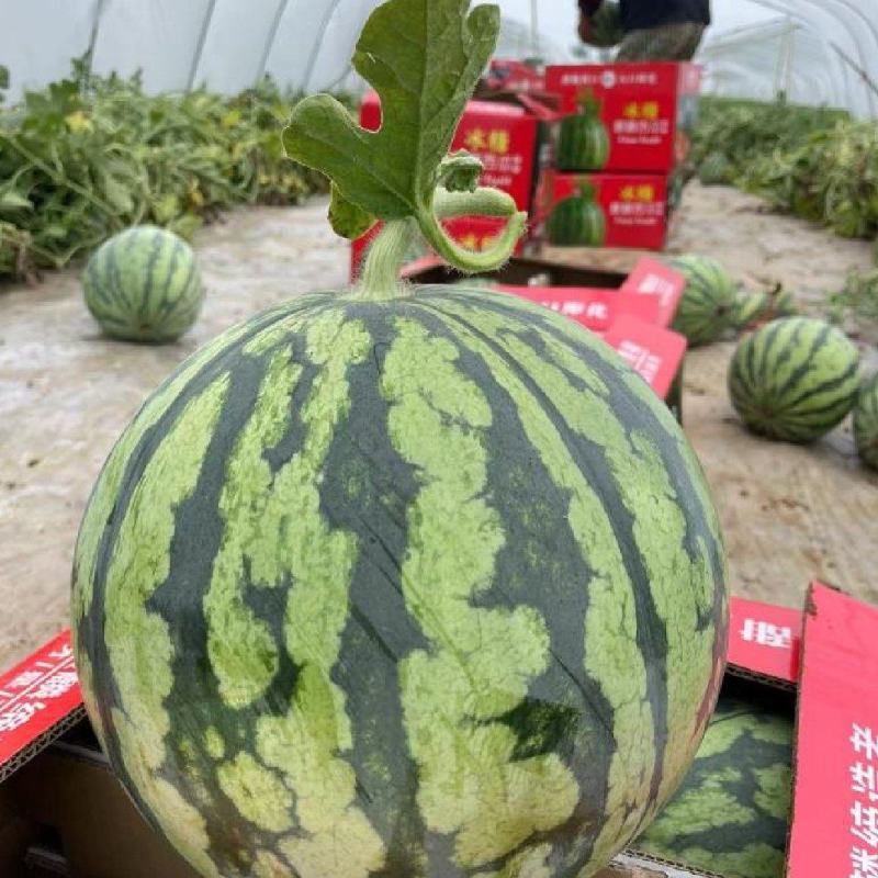 夏邑麒麟美都西瓜产地直发皮薄无籽瓜甜多汁质量保证